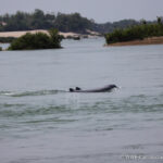 les dauphins d'eau douce au Cambodge