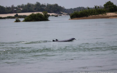 les dauphins d'eau douce au Cambodge