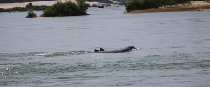 les dauphins d'eau douce au Cambodge