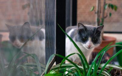Le chat, un prédateur naturel