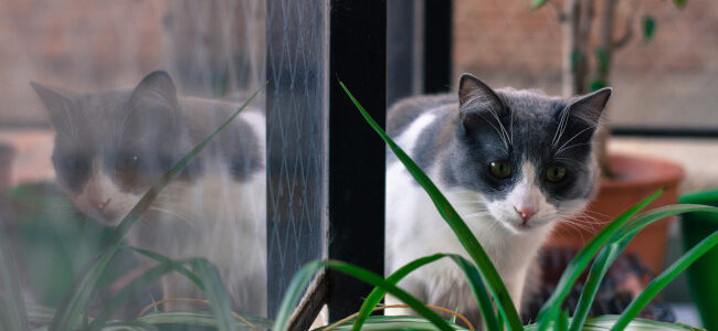Le chat, un prédateur naturel : ce que cela signifie pour votre maison Le chat, un prédateur naturel