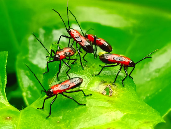 espèces invasives versus locales