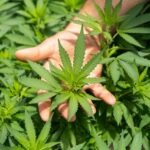 Stormrock CBD