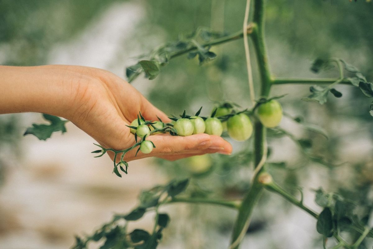 Main tenant des tomates vertes sur une tige de plante